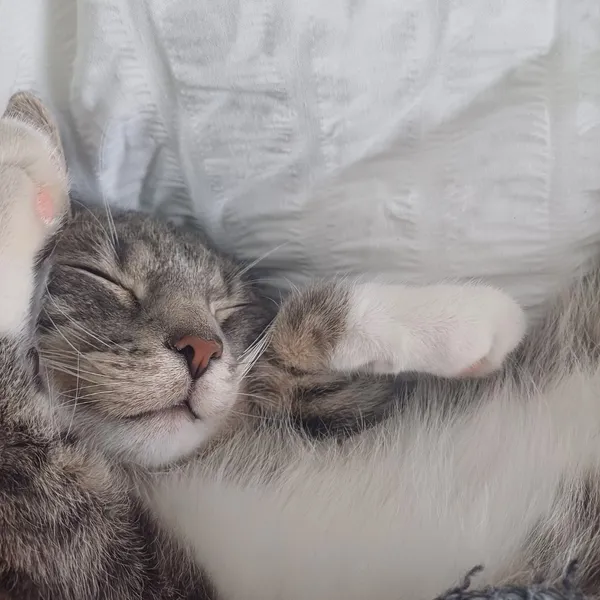 Zaginął kot, Łódź, Stare Bałuty, 6 września 2025