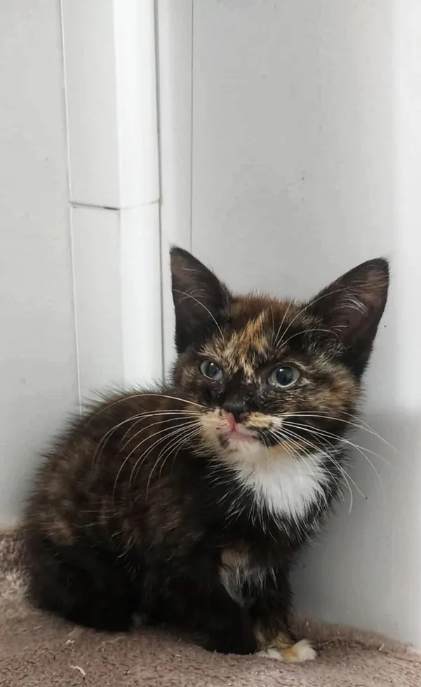 Oddam kota, Olsztyn, Podgrodzie, 6 września 2025 (1/2)