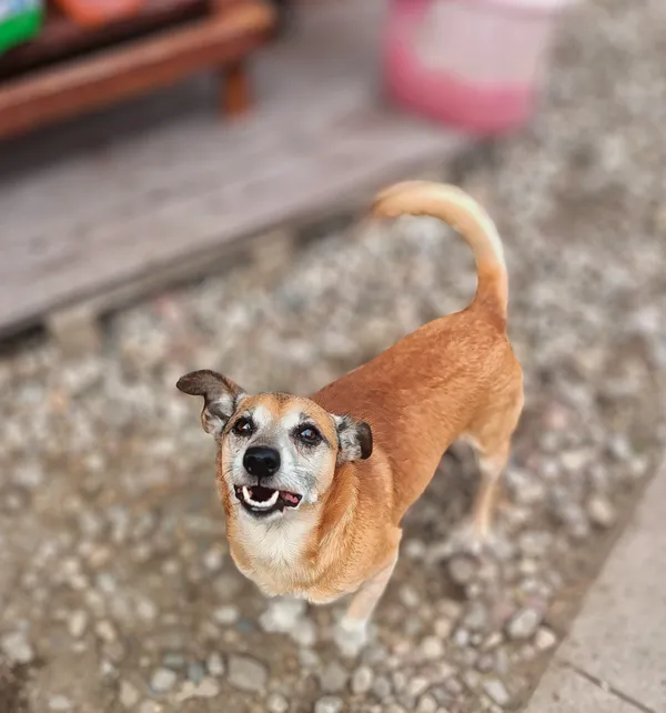 Oddam psa, Gdańsk, Przeróbka, 6 września 2025 (1/3)