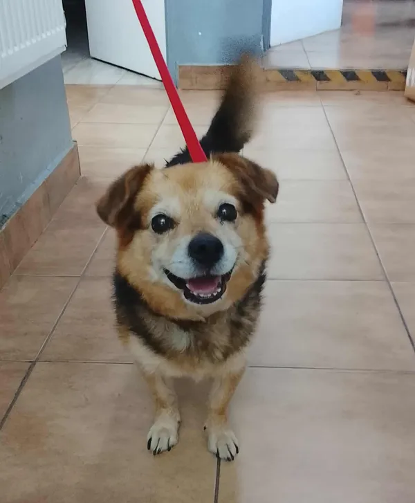 Znaleziono psa, Sosnowiec, 5 września 2025