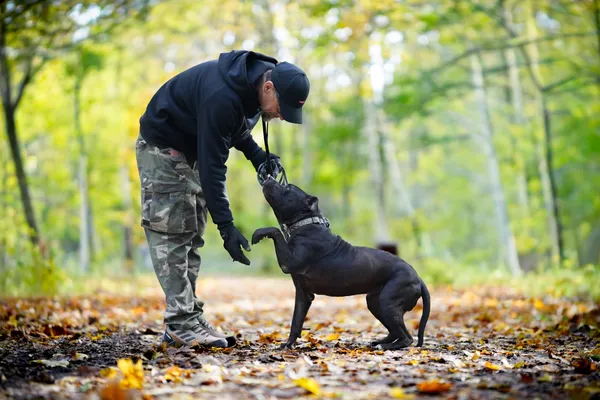 Znaleziono psa, Sosnowiec, 4 września 2025 (2/5)