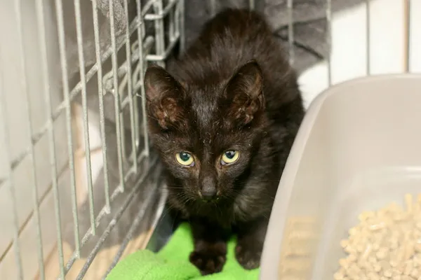 Znaleziono kota, Wałbrzych, 5 września 2025