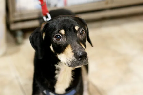 Znaleziono psa, Wałbrzych, 4 września 2025