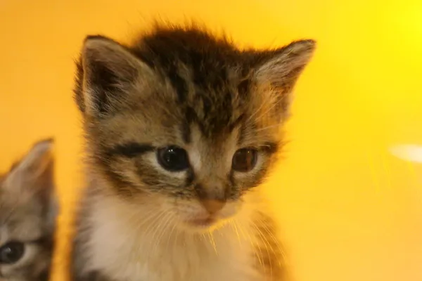 Znaleziono kota, Wałbrzych, 4 września 2025