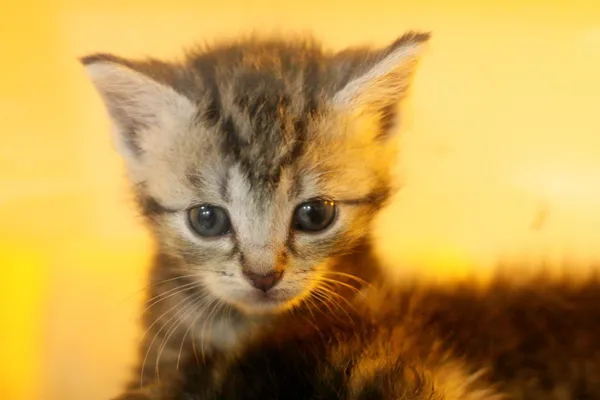 Znaleziono kota, Wałbrzych, 4 września 2025