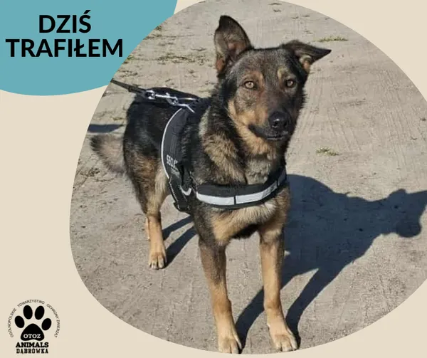 Znaleziono psa, Dąbrówka, 5 września 2025