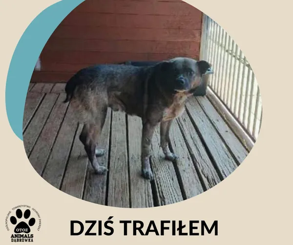 Znaleziono psa, Dąbrówka, 4 września 2025