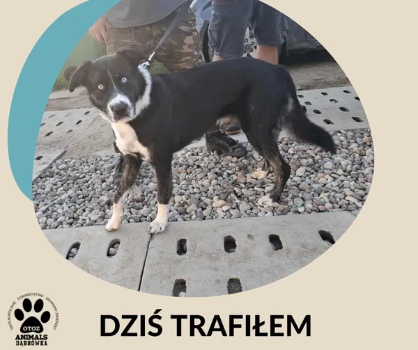 Znaleziono psa, Dąbrówka, 4 września 2025
