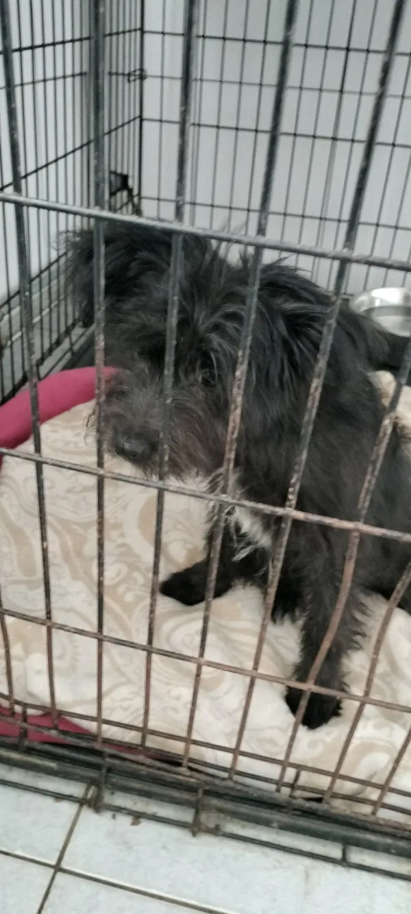 Znaleziono psa, Sosnowiec, 3 września 2025