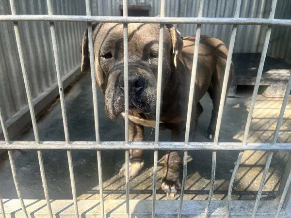 Znaleziono psa, Bydgoszcz, 3 września 2025