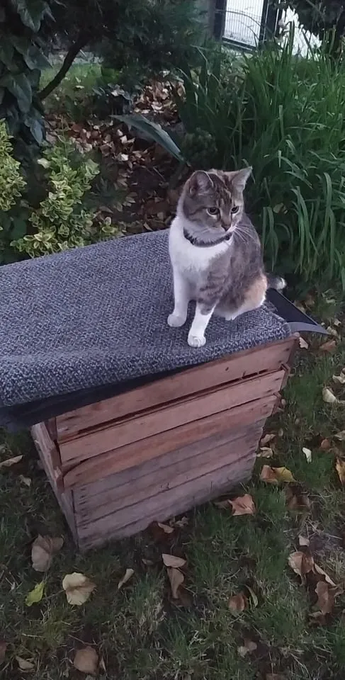 Zaginął kot, Chrzanów, 7 września 2025 (1/4)