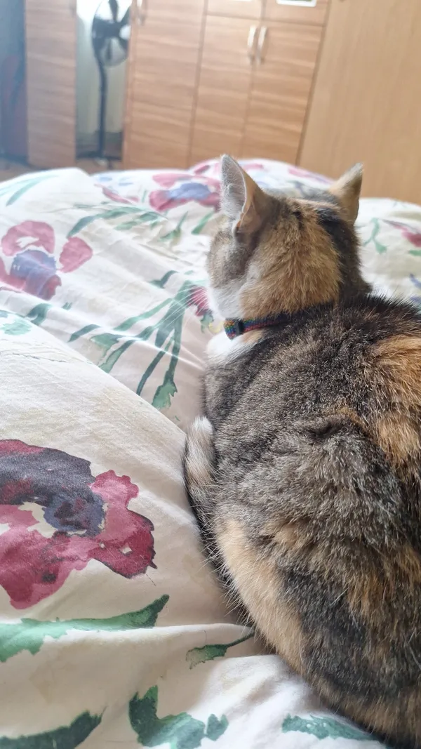 Zaginął kot, Chrzanów, 7 września 2025 (3/4)