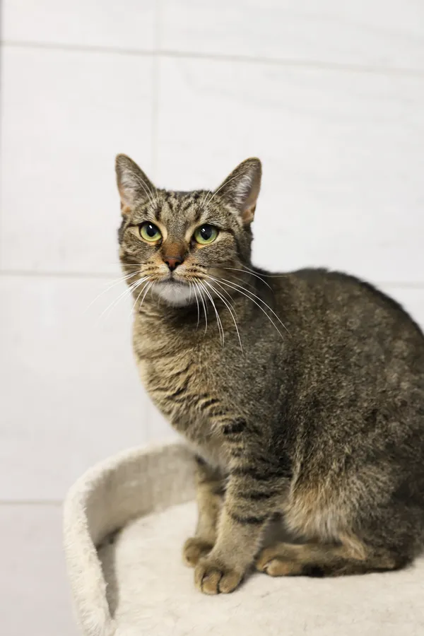 Znaleziono kota, Sosnowiec, 5 września 2025 (2/5)