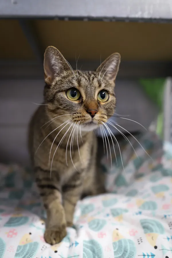 Znaleziono kota, Sosnowiec, 5 września 2025 (3/5)