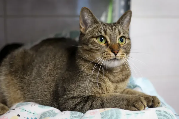 Znaleziono kota, Sosnowiec, 5 września 2025 (5/5)