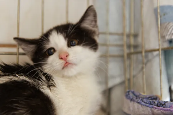 Znaleziono kota, Sosnowiec, 5 września 2025 (2/5)