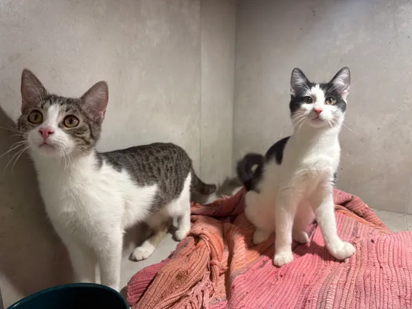 Znaleziono kota, Sosnowiec, 5 września 2025 (5/5)