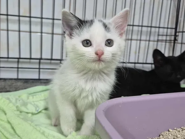 Znaleziono kota, Sosnowiec, 5 września 2025