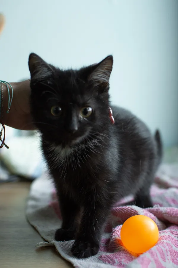 Znaleziono kota, Sosnowiec, 5 września 2025 (2/5)