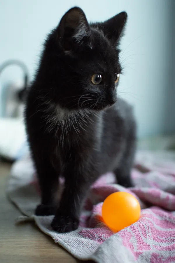 Znaleziono kota, Sosnowiec, 5 września 2025 (3/5)