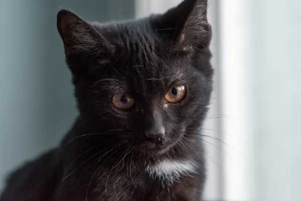 Znaleziono kota, Sosnowiec, 5 września 2025 (1/5)