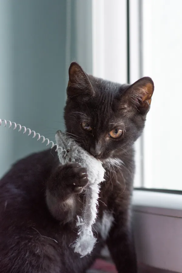 Znaleziono kota, Sosnowiec, 5 września 2025 (2/5)