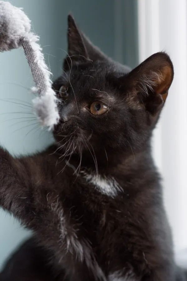 Znaleziono kota, Sosnowiec, 5 września 2025 (3/5)