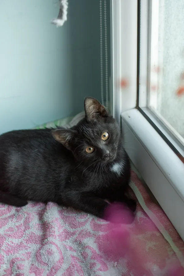 Znaleziono kota, Sosnowiec, 5 września 2025 (4/5)