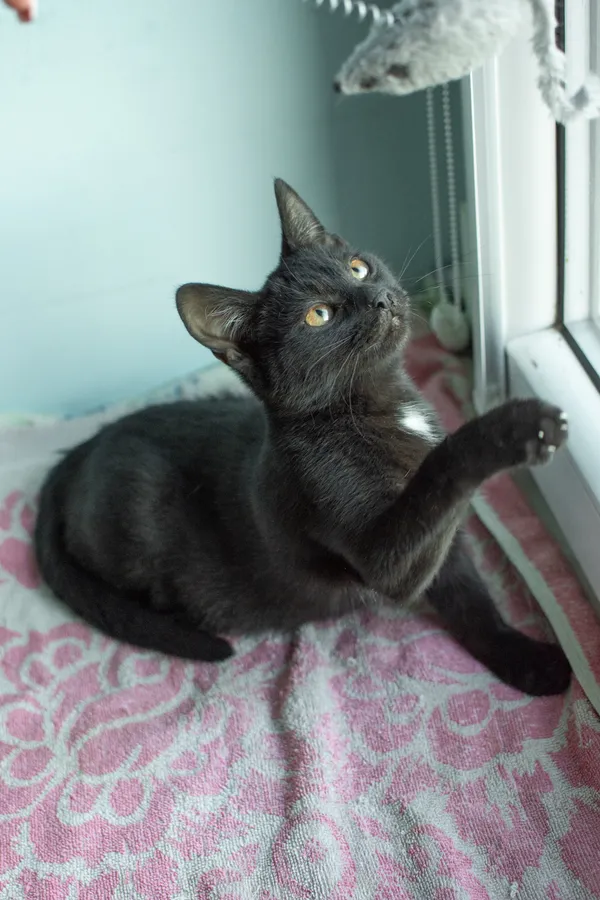 Znaleziono kota, Sosnowiec, 5 września 2025 (5/5)