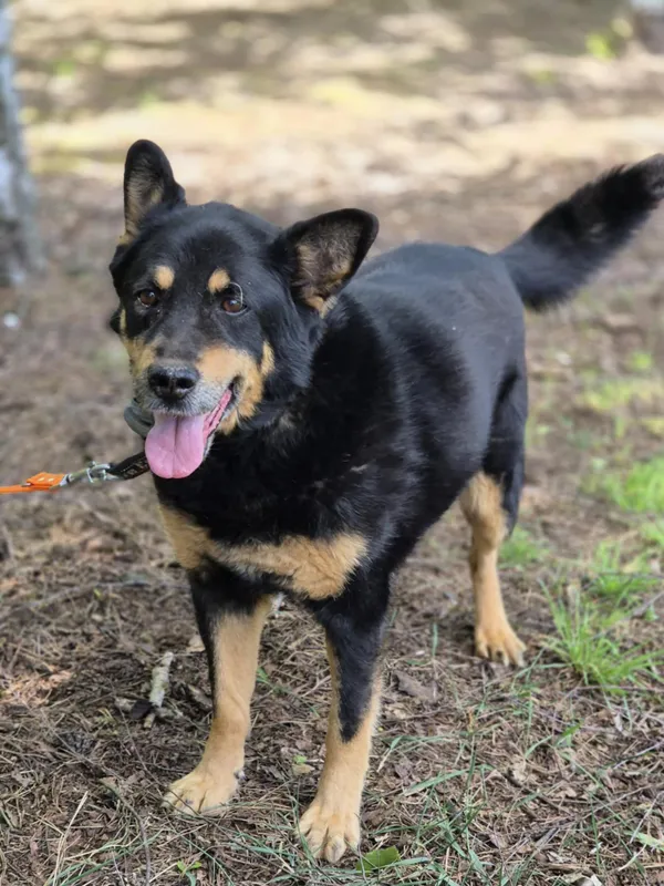 Oddam psa, Toruń, Wrzosy, 7 września 2025 (3/4)