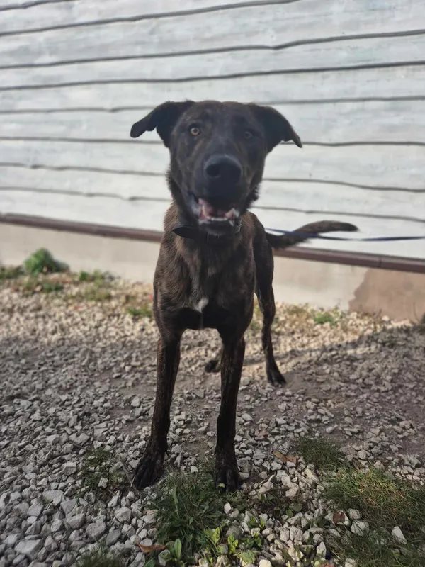 Oddam psa, Warszawa, Czyste, 7 września 2025 (4/5)