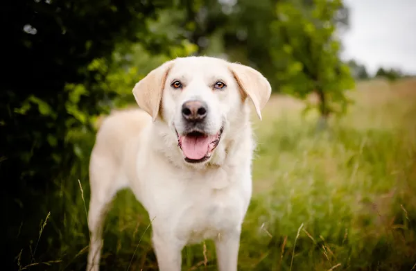 Oddam psa, Warszawa, Nowolipki, 7 września 2025 (1/5)