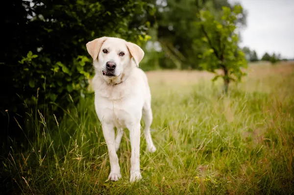 Oddam psa, Warszawa, Nowolipki, 7 września 2025 (2/5)