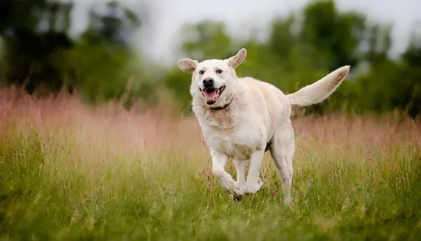 Oddam psa, Warszawa, Nowolipki, 7 września 2025 (3/5)