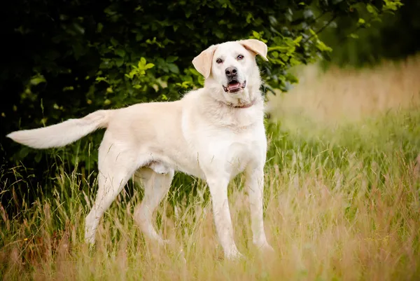 Oddam psa, Warszawa, Nowolipki, 7 września 2025 (5/5)