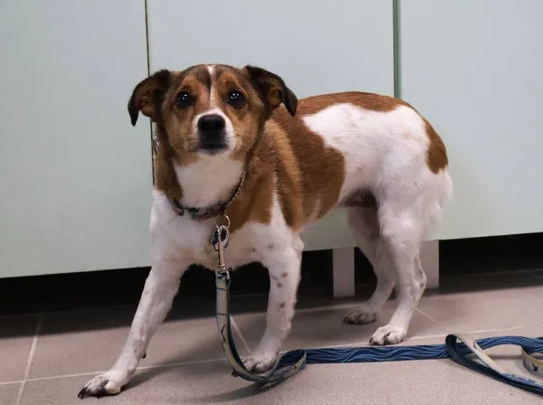 Znaleziono psa, Łódź, 6 września 2025 (1/2)