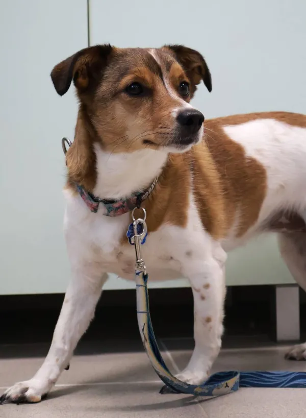 Znaleziono psa, Łódź, 6 września 2025 (2/2)