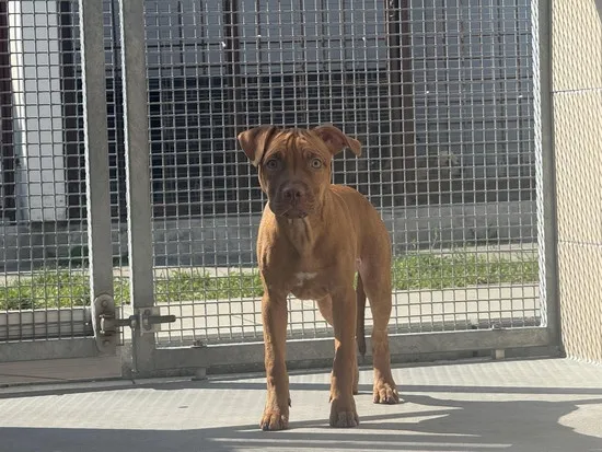 Pies do adopcji, Kraków, 4 września 2025