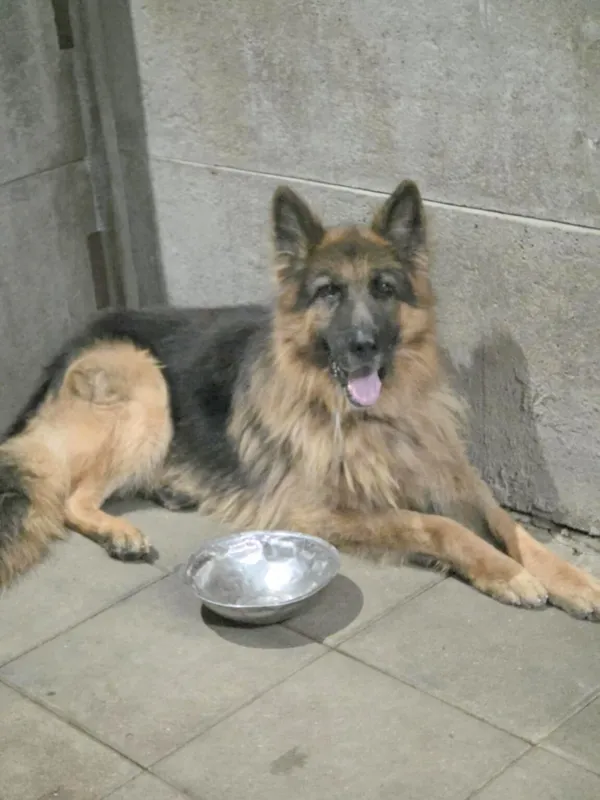 Pies do adopcji, Zgierz, 6 września 2025 (1/5)