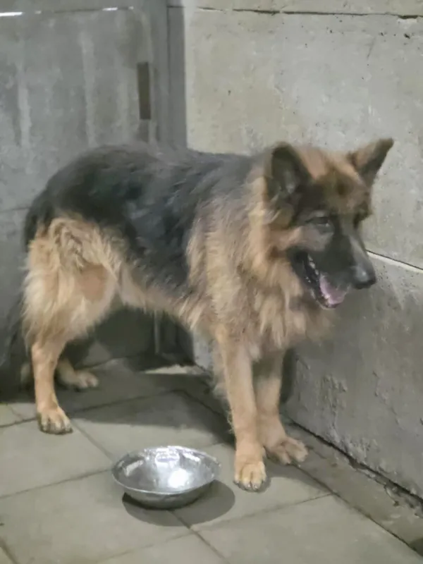 Pies do adopcji, Zgierz, 6 września 2025 (3/5)