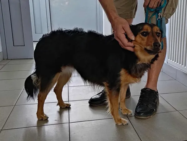 Znaleziono psa, Lublin, 7 września 2025