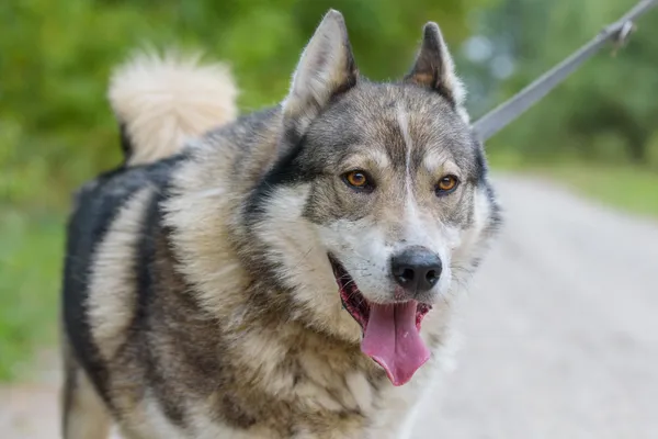 Pies do adopcji, Nowodwór, 4 września 2025 (1/5)