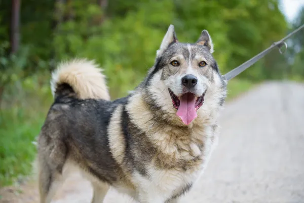 Pies do adopcji, Nowodwór, 4 września 2025 (2/5)