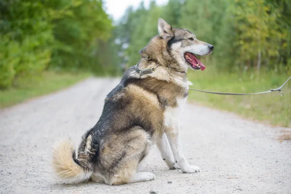 Pies do adopcji, Nowodwór, 4 września 2025 (4/5)