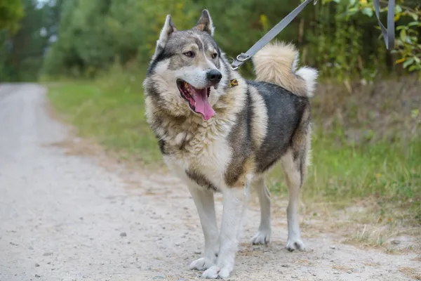 Pies do adopcji, Nowodwór, 4 września 2025 (5/5)