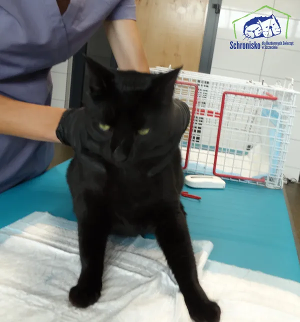 Kot do adopcji, Szczecin, 6 września 2025