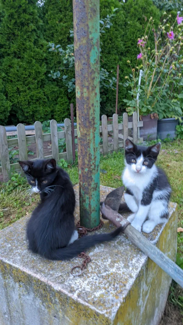 Zaginął kot, Niekarmia, 8 września 2025 (2/3)