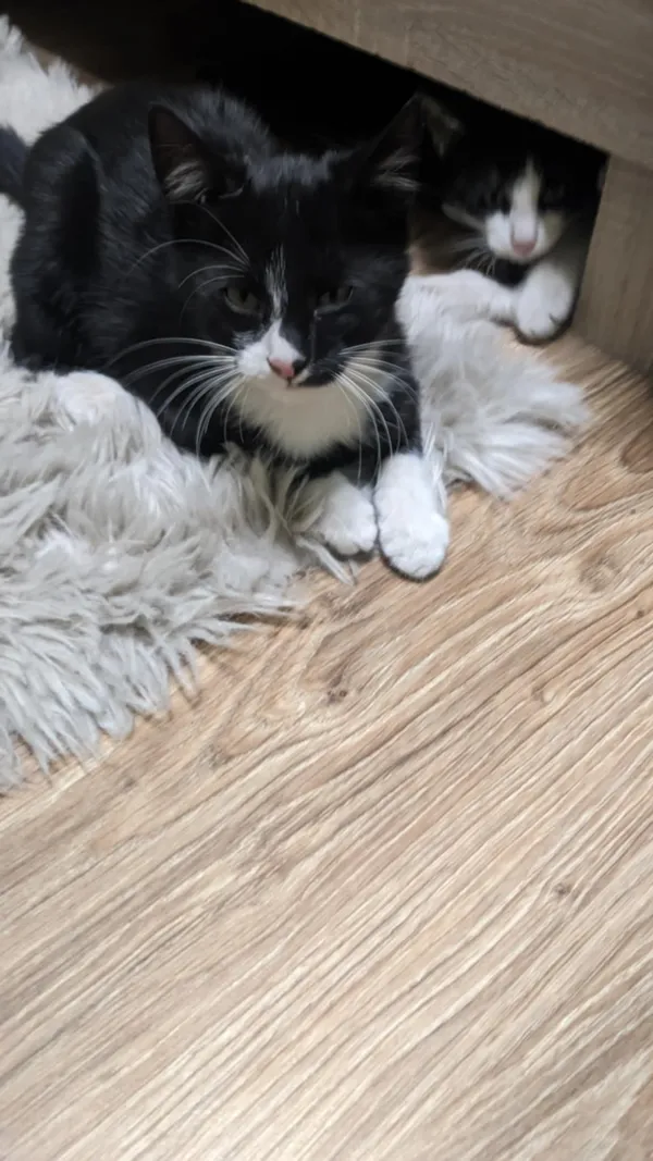 Zaginął kot, Niekarmia, 8 września 2025 (3/3)