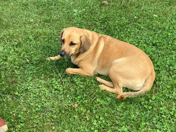 Znaleziono psa, Krościenko nad Dunajcem, 8 września 2025 (1/2)