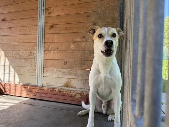 Pies do adopcji, Kraków, 24 sierpnia 2025